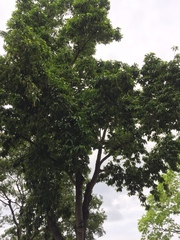 Magnolia × alba