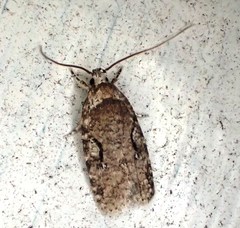 Agonopterix curvilineella