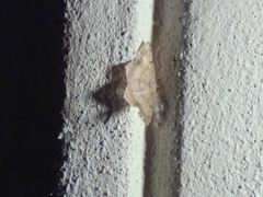 Lepidoptera