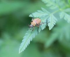 Macrodactylus subspinosus