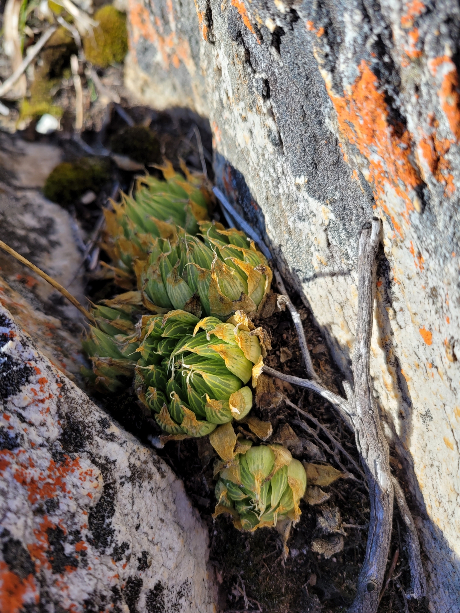Imagem de Haworthia