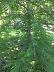 Taxodium distichum