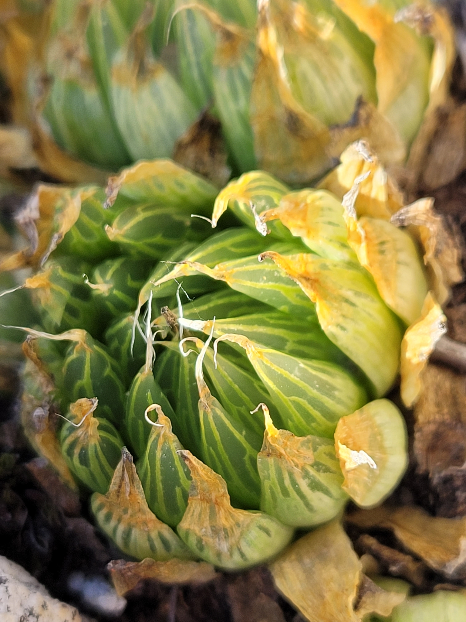Imagem de Haworthia