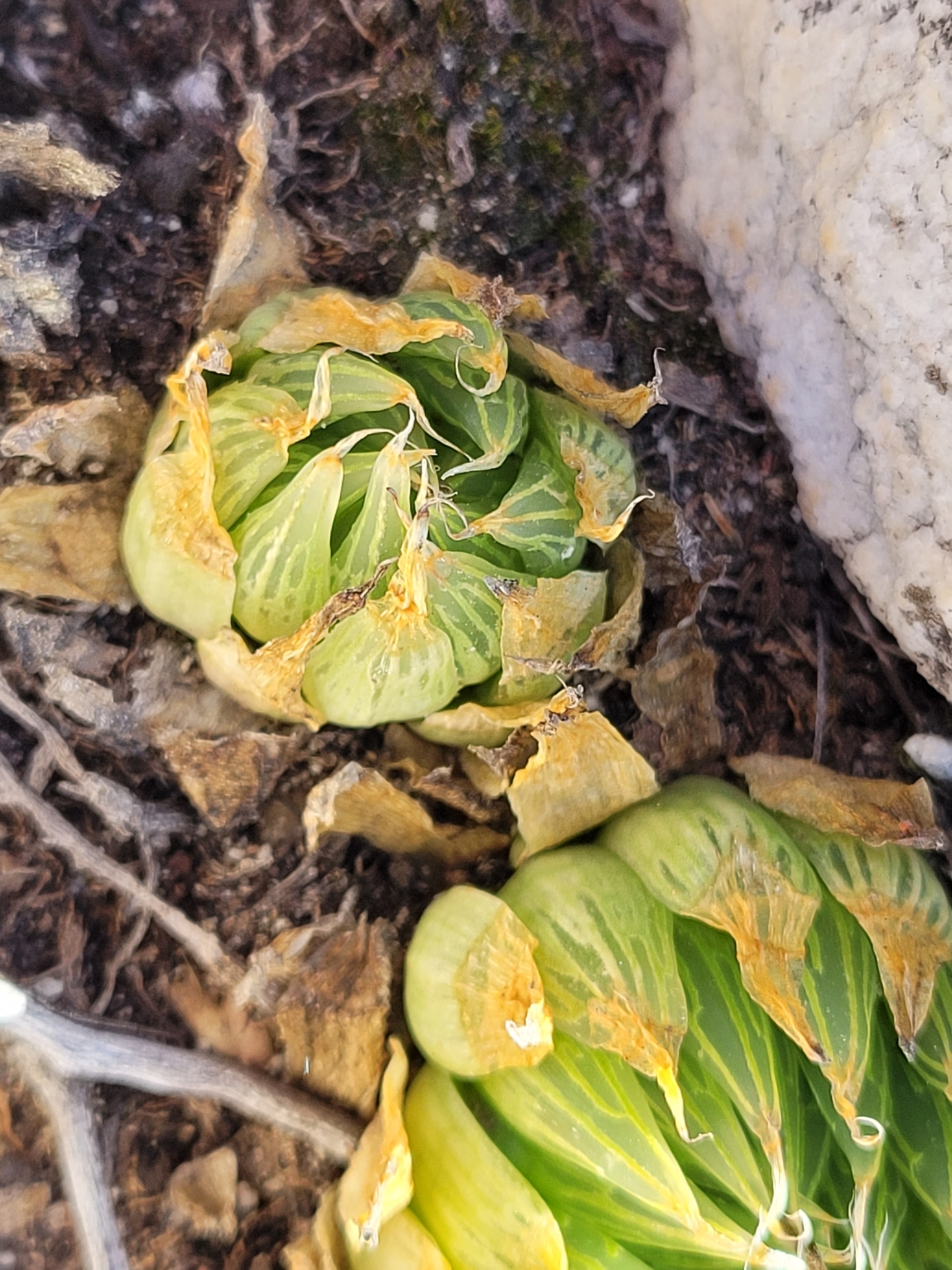 Imagem de Haworthia