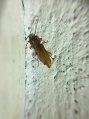 Smodicum parandroides