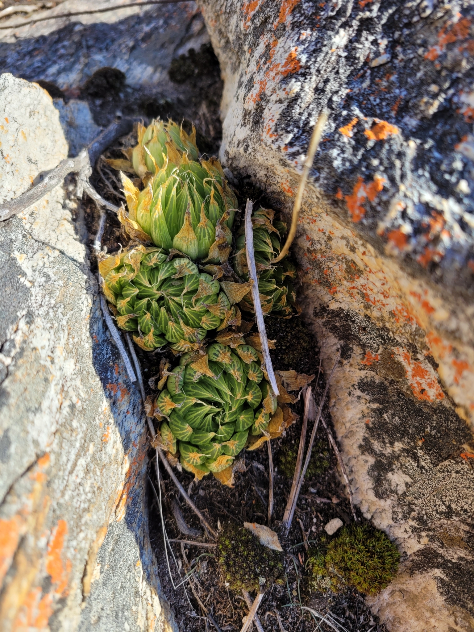 Imagem de Haworthia