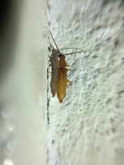 Smodicum parandroides