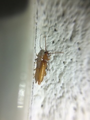 Smodicum parandroides