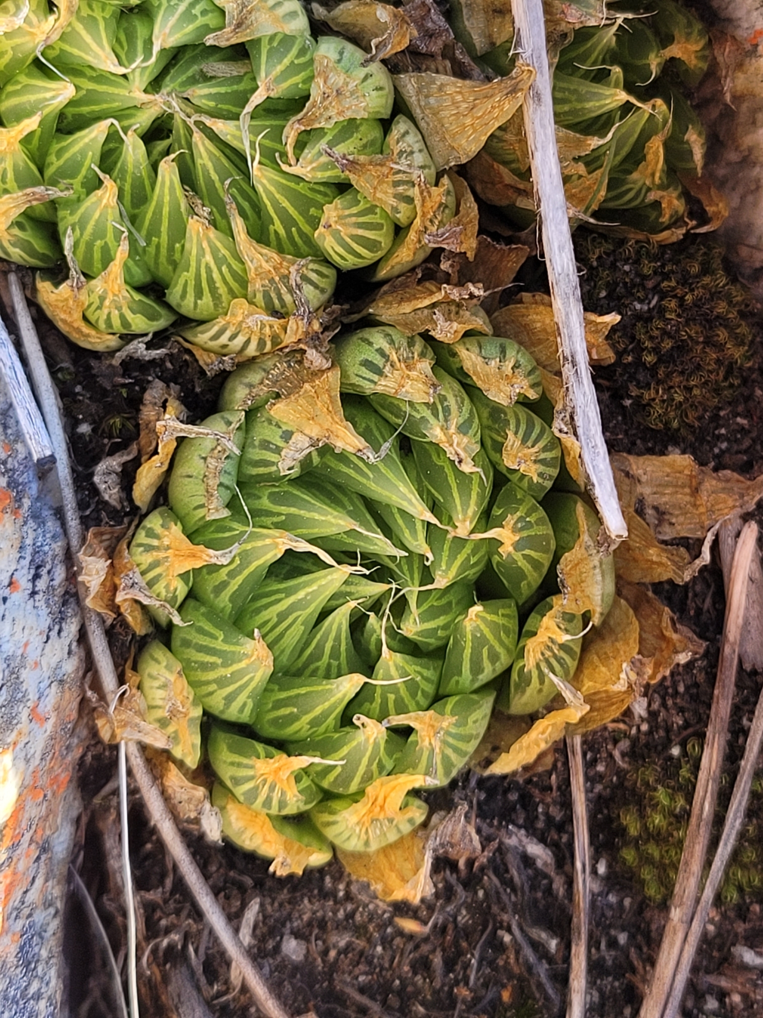 Imagem de Haworthia