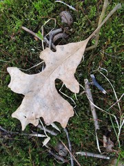 Quercus macrocarpa