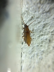 Smodicum parandroides