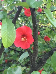 Chaenomeles speciosa