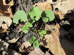 Alliaria petiolata