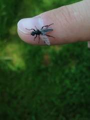Bibio albipennis