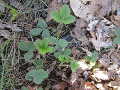 Fragaria vesca