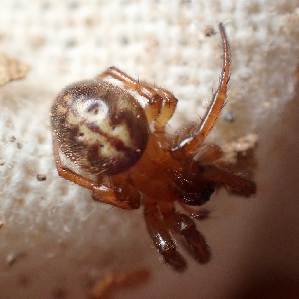 Metazygia goeldii