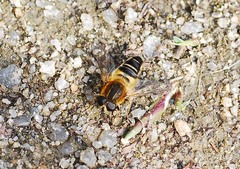 Helophilus eristaloidea