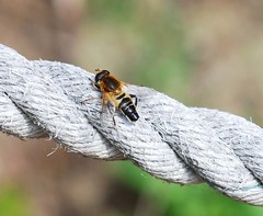 Helophilus eristaloidea