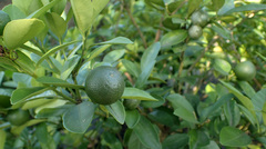 Citrus × microcarpa