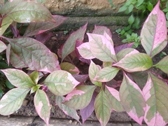 Graptophyllum