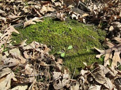 Bryophyta