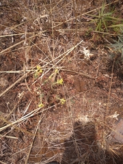 Euphorbia esuliformis