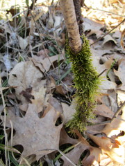 Bryophyta
