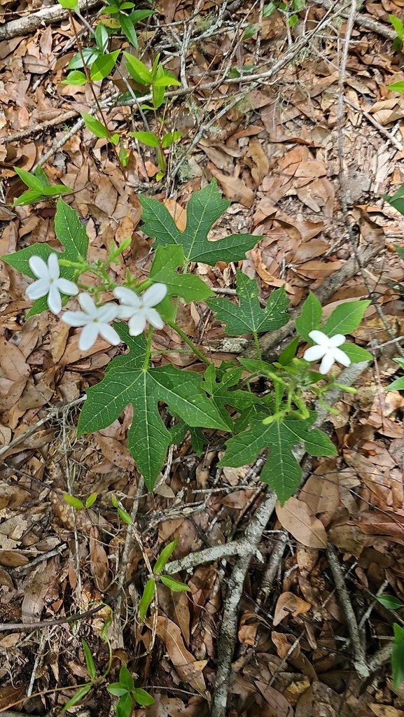 spurge nettle from Lake City on April 28, 2024 at 01:29 PM by Brook ...