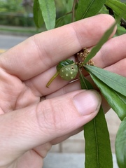Dryocosmus quercuspalustris