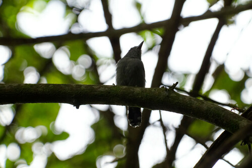 Northern Slaty Antshrike (Thamnophilus punctatus), photo 5