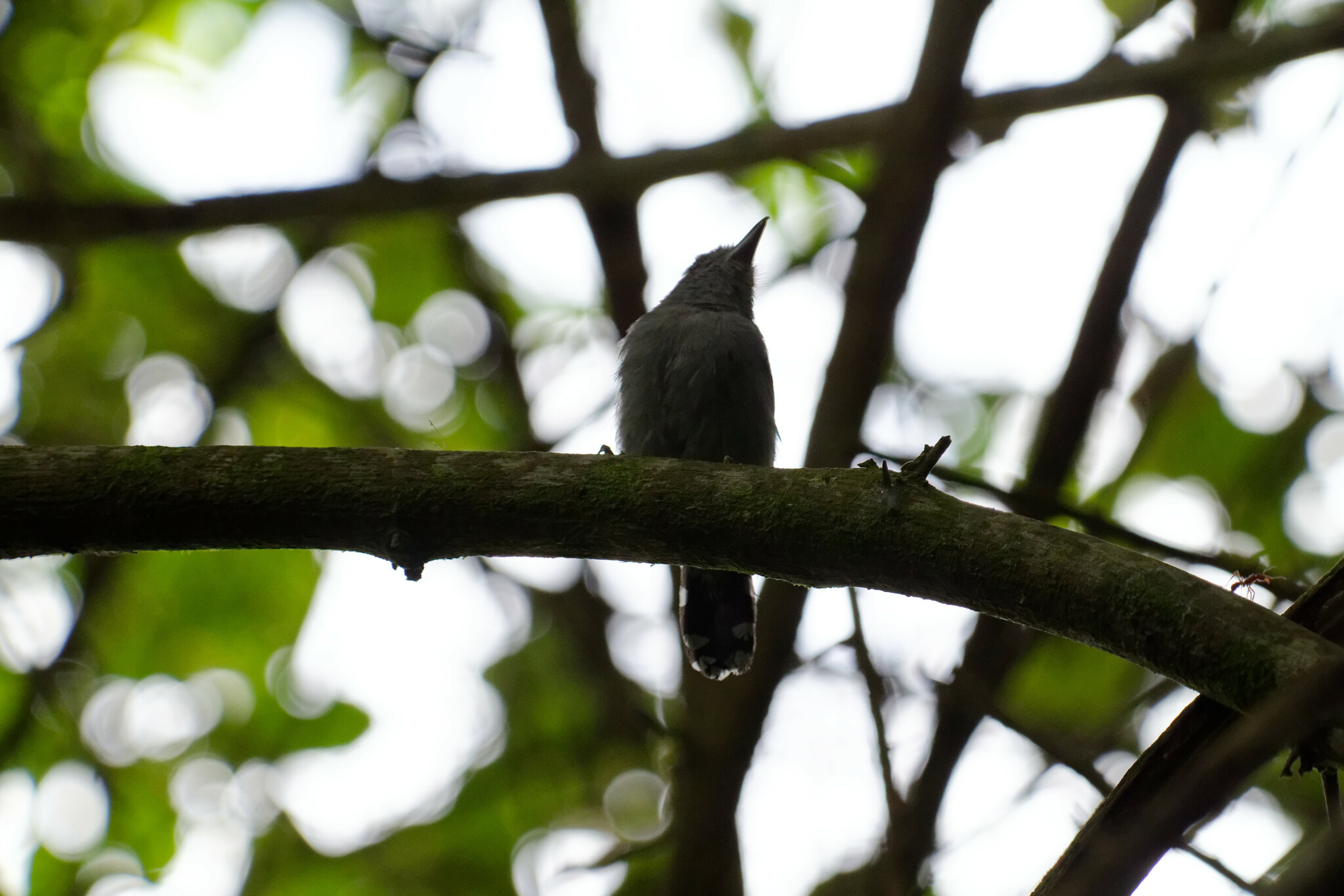 Northern Slaty Antshrike (Thamnophilus punctatus), photo 5