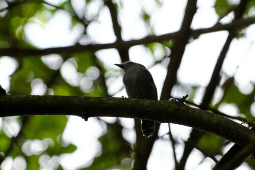 Northern Slaty Antshrike (Thamnophilus punctatus), photo 6
