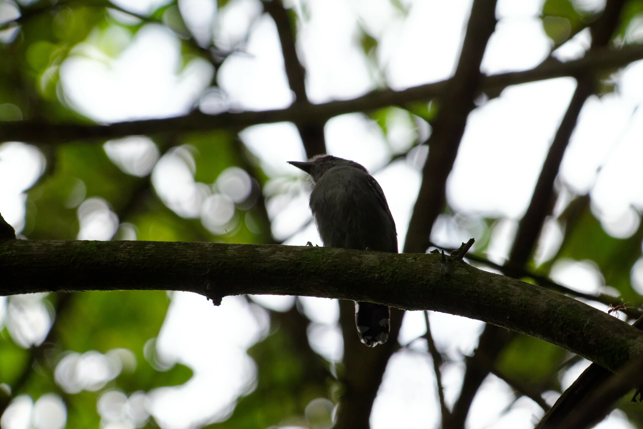 Northern Slaty Antshrike (Thamnophilus punctatus), photo 6