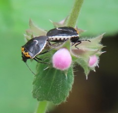 Cosmopepla conspicillaris
