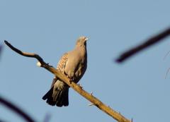 Patagioenas maculosa