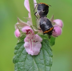 Cosmopepla conspicillaris