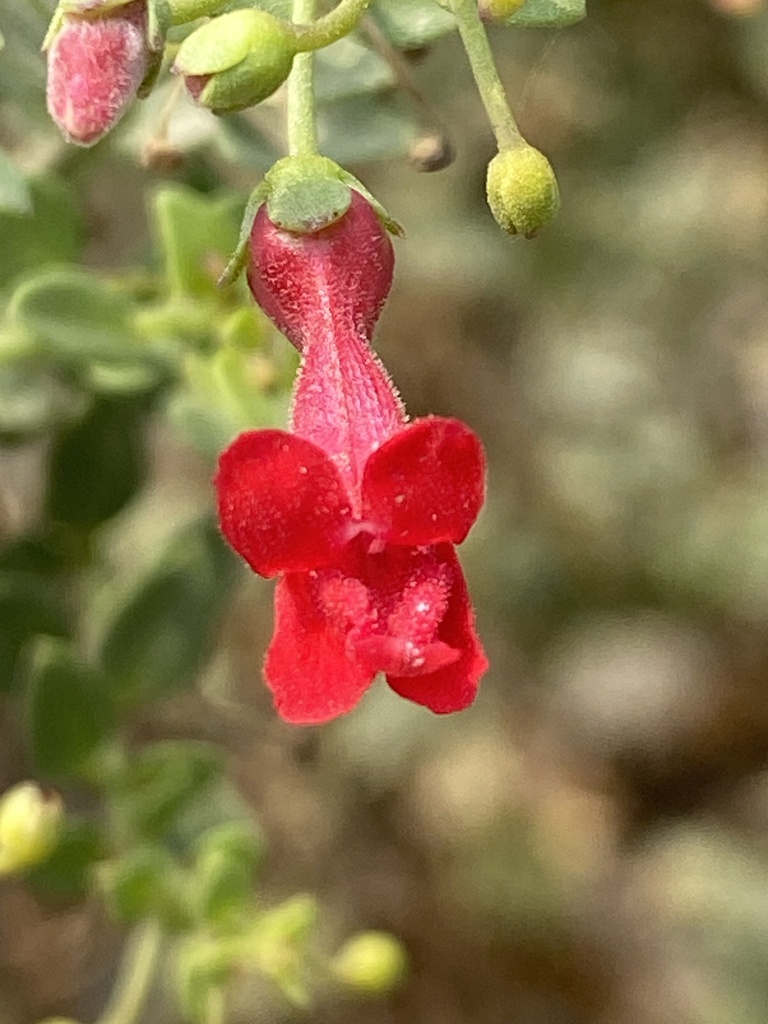 Galvezia fruticosa