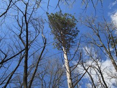 Pinus resinosa
