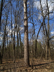 Pinus resinosa