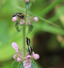 Cosmopepla conspicillaris