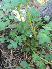 Nemophila parviflora