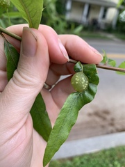 Dryocosmus quercuspalustris