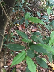 Elaeagnus glabra