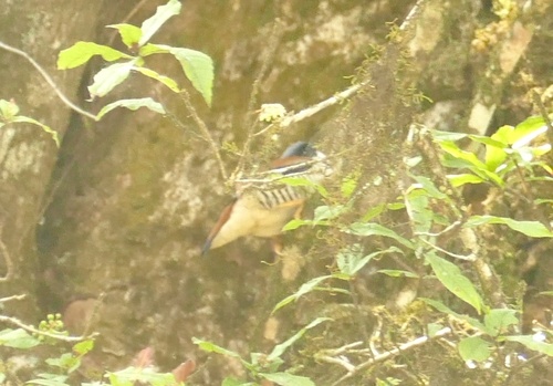 Himalayan Cutia (Cutia nipalensis), photo 3