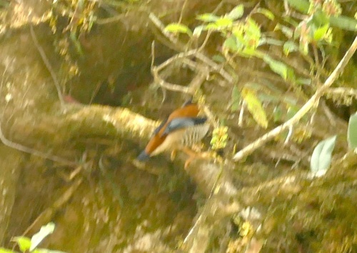 Himalayan Cutia (Cutia nipalensis), photo 2