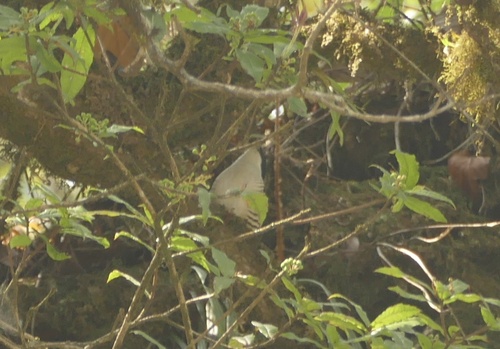 Himalayan Cutia (Cutia nipalensis), photo 10
