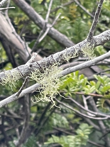 Usnea, 2024-04-27