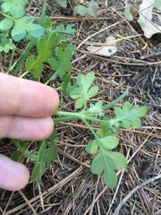 Nemophila parviflora