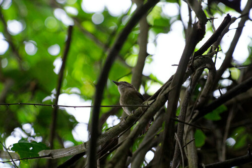 Northern Slaty Antshrike (Thamnophilus punctatus), photo 8