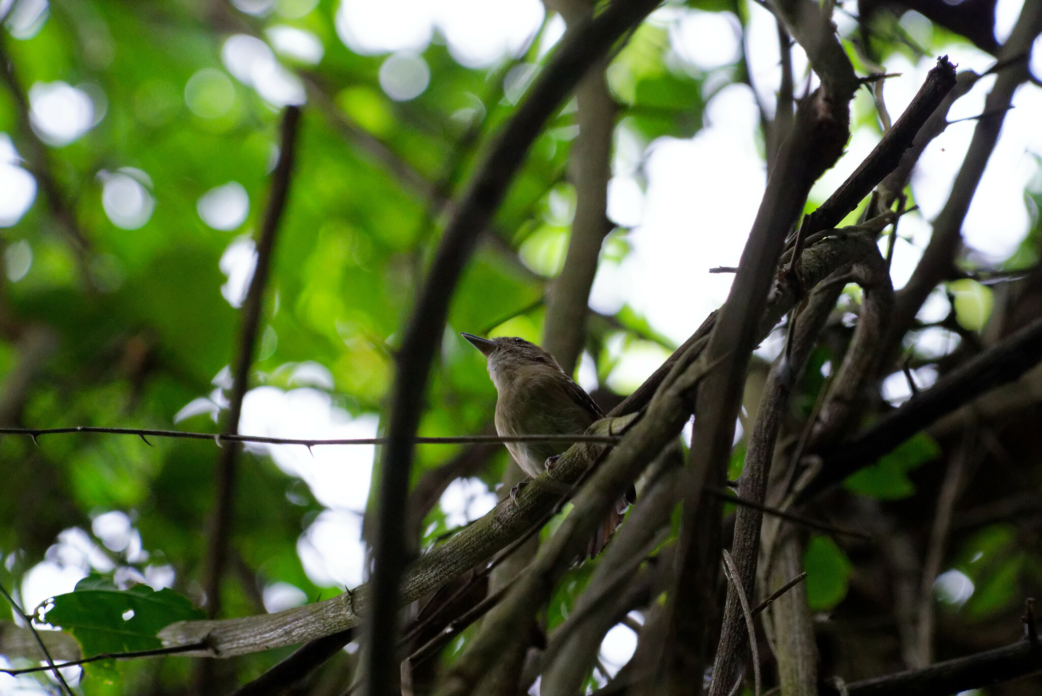 Northern Slaty Antshrike (Thamnophilus punctatus), photo 7
